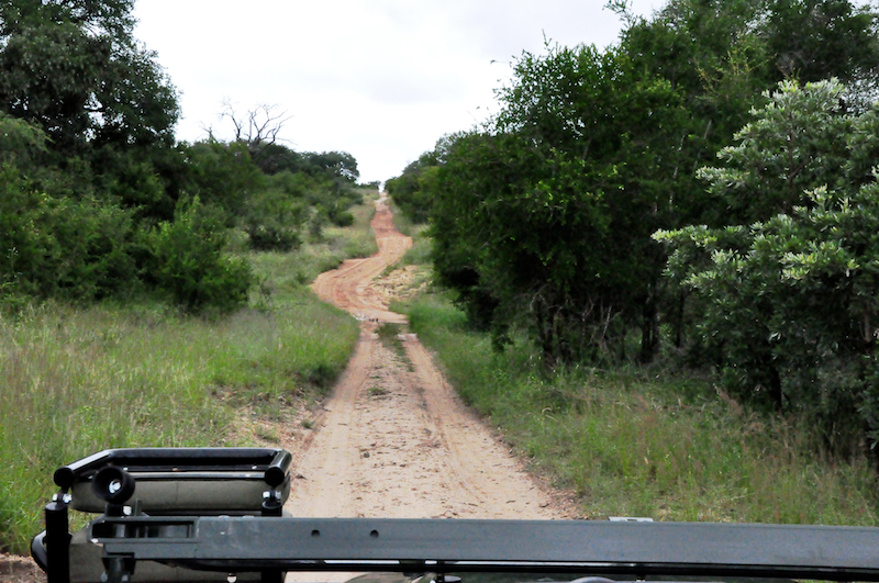 Lion Sands Private game Reserve 